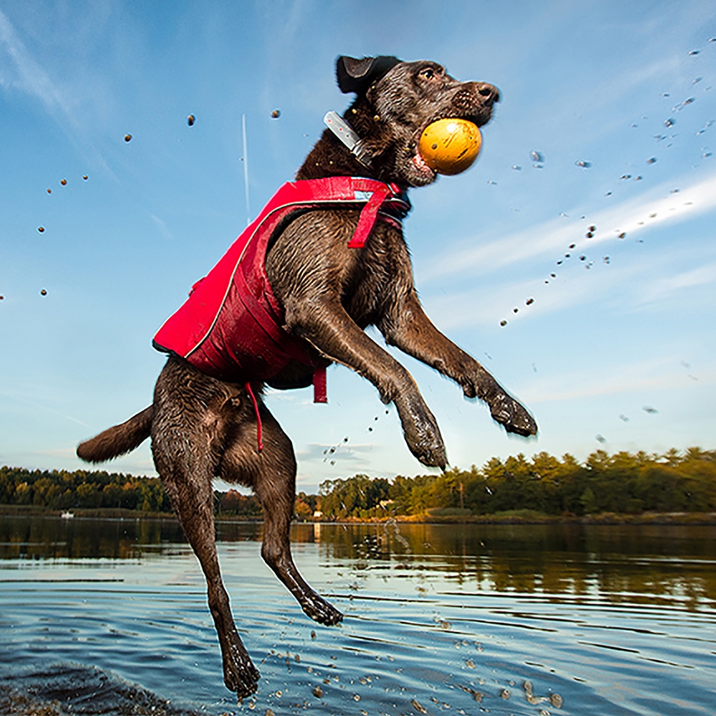 Three hulls, four legs- trimaran sailing with pets